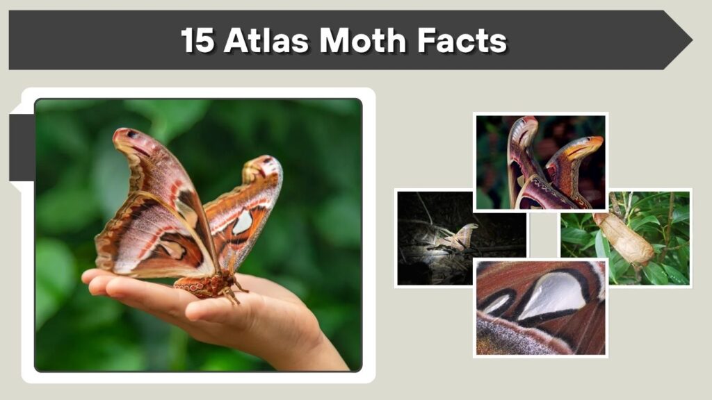 15 Atlas Moth Facts: Wingspan, Behavior and Life Cycle