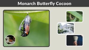 Monarch Butterfly Cocoon: Stages, Timeline, and Care