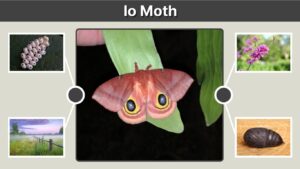 Io Moth: Caterpillar, Sting, Life Cycle and Facts
