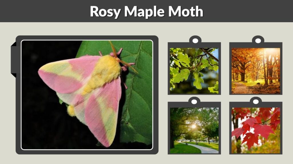 Rosy Maple Moth: Life Cycle, Diet, Habitat and Facts