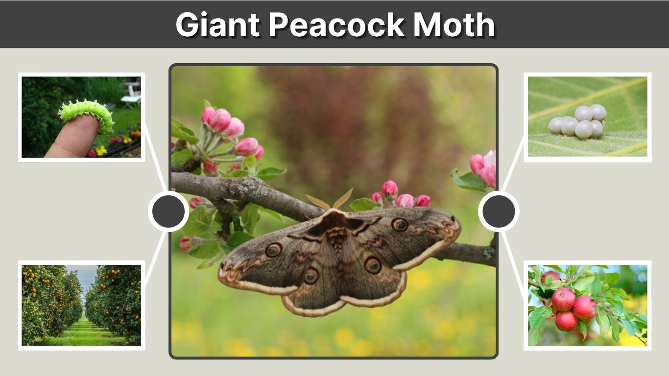 Giant Peacock Moth: Caterpillar, Diet, Life Cycle & Facts