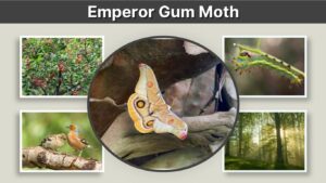 Emperor Gum Moth: Caterpillar, Life Cycle & Facts