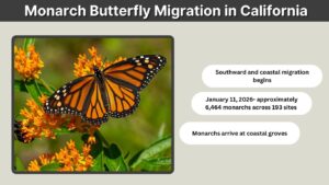 Monarch Butterfly Migration in California: Season and Locations