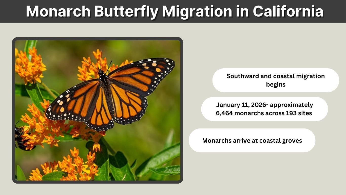 Monarch Butterfly Migration in California: Season and Locations