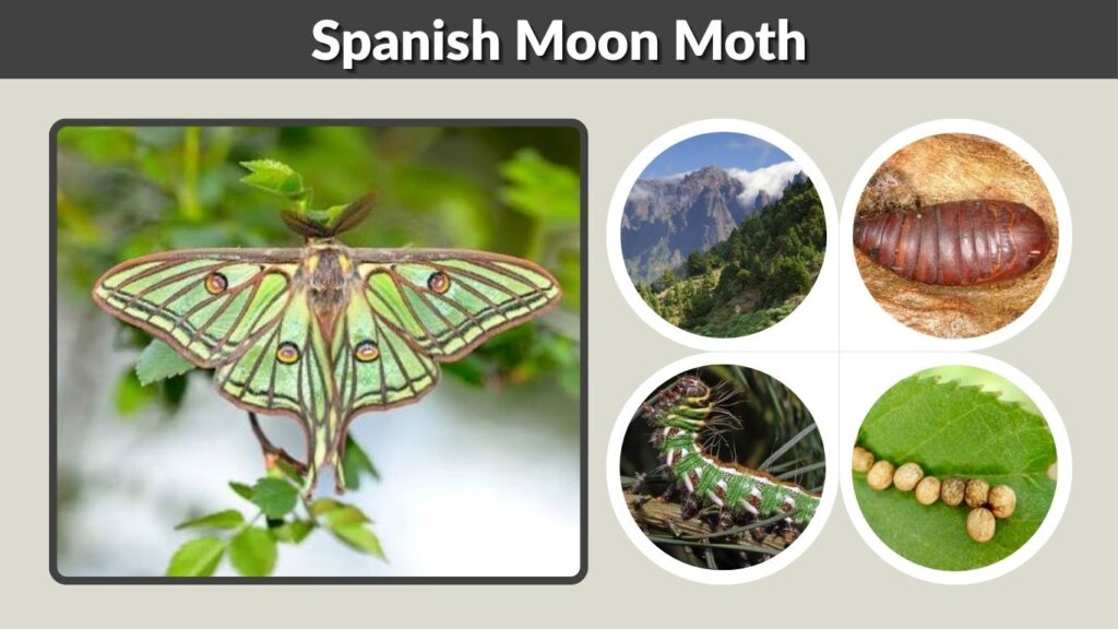 Spanish Moon Moth: Caterpillar, Habitat & Life Cycle