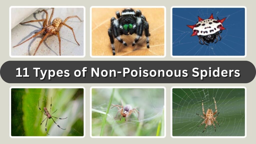 11 Types of Non-Poisonous Spiders That Are Harmless to Humans