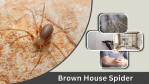 Brown House Spider: Size, Identification, Bites, Danger, & Prevention   
