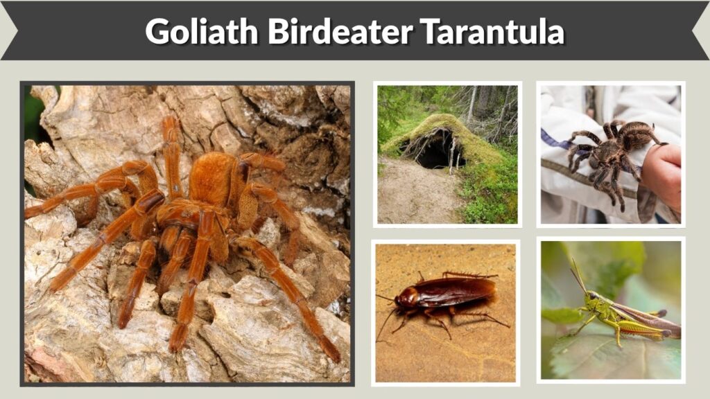 Goliath Birdeater Tarantula: Size, Bite, Habitat & Facts
