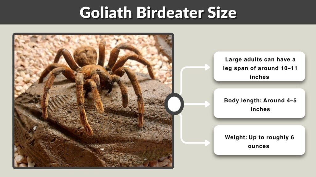 Goliath Birdeater Size: How Big Can It Really Get?