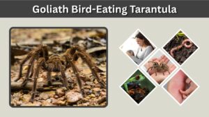 Goliath Bird-Eating Tarantula: Size, Bite, Habitat & Facts