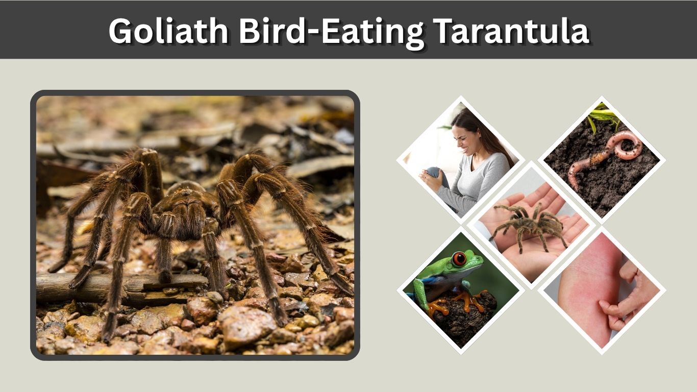 Goliath Bird-Eating Tarantula: Size, Bite, Habitat & Facts