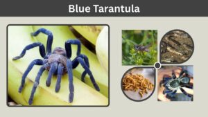 Blue Tarantula: Species, Size, Care, Bite & Facts