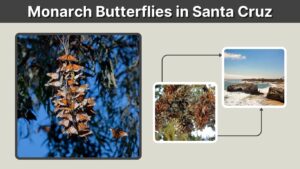 Monarch Butterflies in Santa Cruz: Season and Viewing Guide