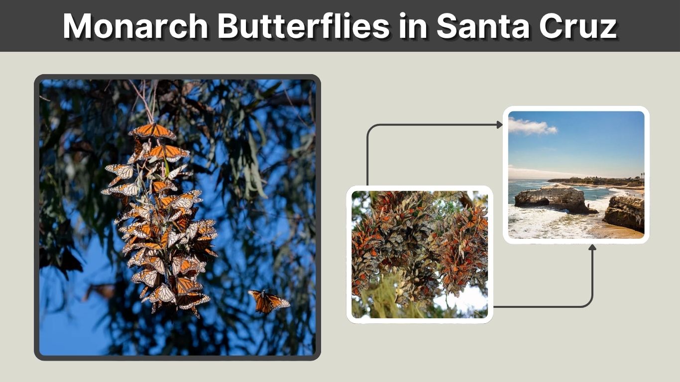 Monarch Butterflies in Santa Cruz: Season and Viewing Guide