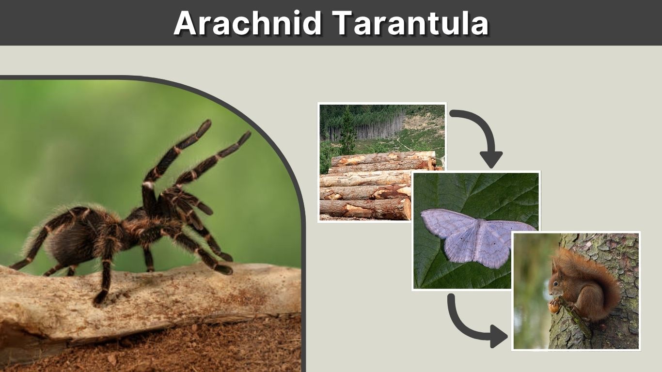 Arachnid Tarantula: Facts, Habitat, Diet & Behavior