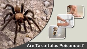 Are Tarantulas Poisonous? Venom, Bites & Safety Facts