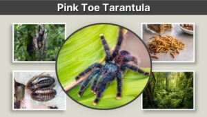 Pink Toe Tarantula: Care, Size, Habitat & Lifespan