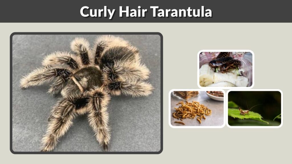 Curly Hair Tarantula: Care, Size, Lifespan & Facts