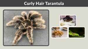 Curly Hair Tarantula: Care, Size, Lifespan & Facts