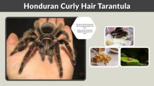 Honduran Curly Hair Tarantula: Care, Size & Lifespan
