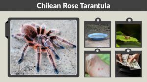 Chilean Rose Tarantula: Care, Diet, Lifespan & Facts
