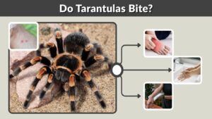 Do Tarantulas Bite? Risks, Symptoms, Venom & Safety