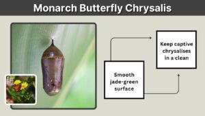 Monarch Butterfly Chrysalis: Stages, Timeline and Care