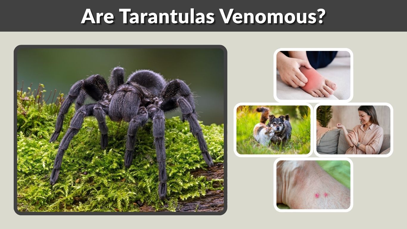 Are Tarantulas Venomous? How Dangerous Are Their Bites?