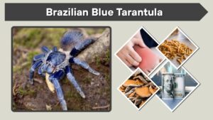 Brazilian Blue Tarantula: Care, Size, Lifespan & Facts