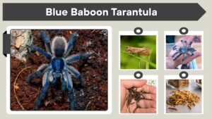 Blue Baboon Tarantula: Care, Size, Venom & Facts