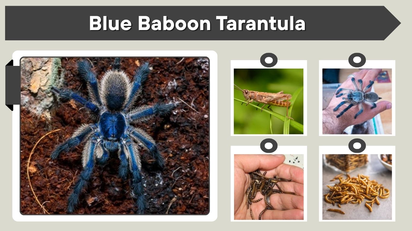 Blue Baboon Tarantula: Care, Size, Venom & Facts
