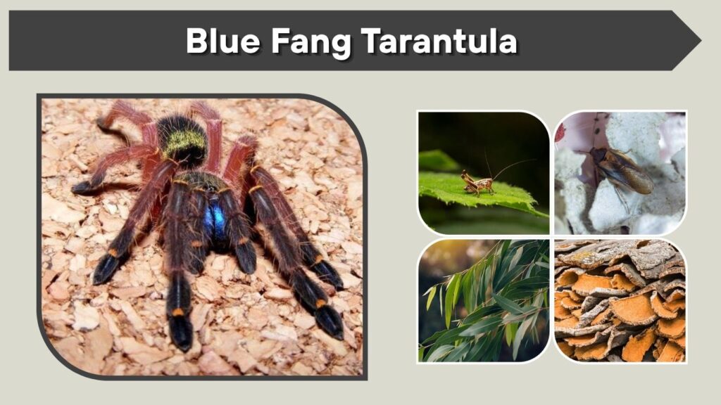Blue Fang Tarantula: Care, Size, Lifespan & Venom