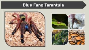Blue Fang Tarantula: Care, Size, Lifespan & Venom