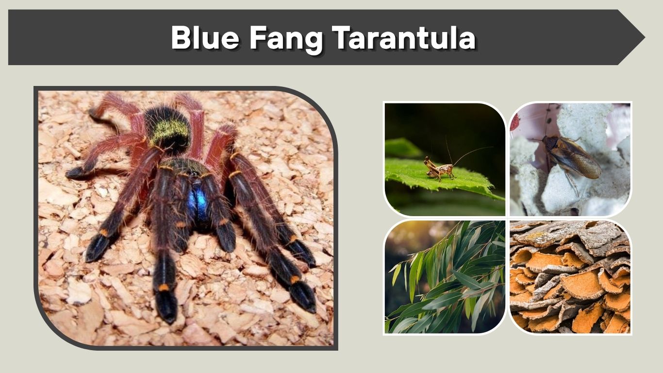 Blue Fang Tarantula: Care, Size, Lifespan & Venom