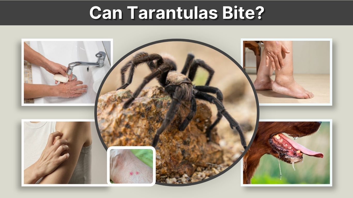 Can Tarantulas Bite? What Happens If a Tarantula Bites You?