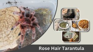 Rose Hair Tarantula: Care, Size, Lifespan & Complete Guide