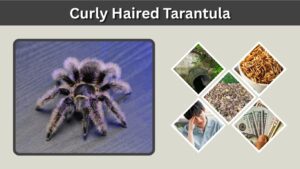 Curly Haired Tarantula: Care, Size, Lifespan & Habitat Guide