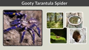 Gooty Tarantula Spider: Size, Habitat, Venom & Facts