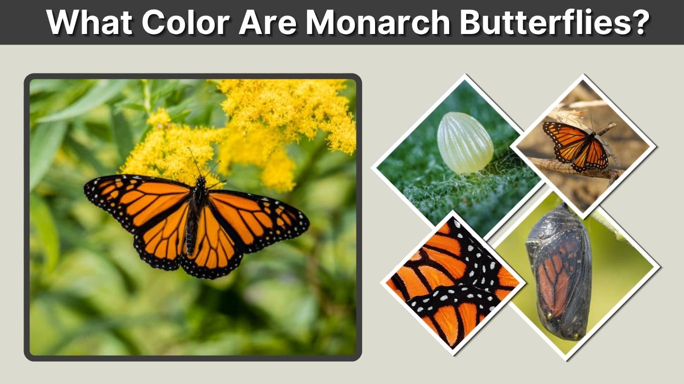 What Color Are Monarch Butterflies? Complete Color Guide
