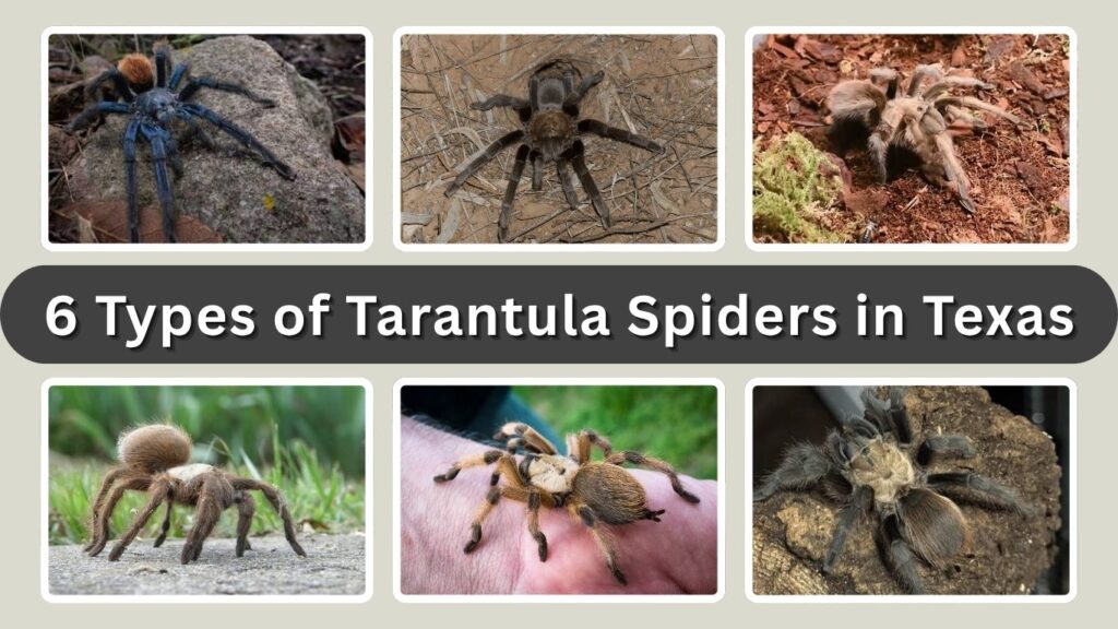6 Types of Tarantula Spiders in Texas: Identification with Pictures