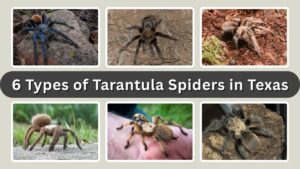 6 Types of Tarantula Spiders in Texas: Identification with Pictures