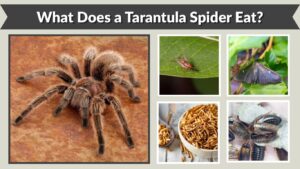 What Does a Tarantula Spider Eat? 10 Best Foods