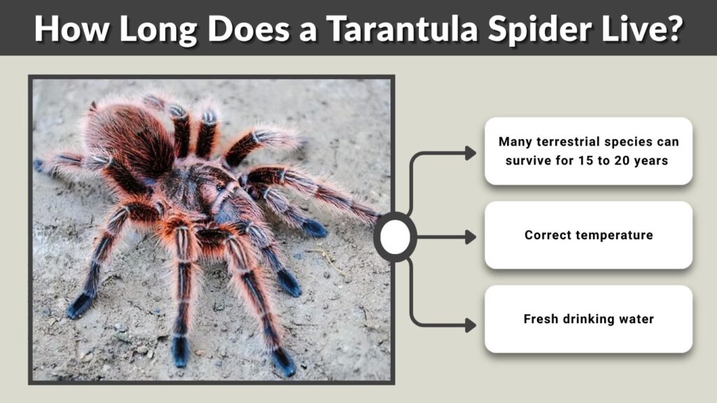 How Long Does a Tarantula Spider Live? Lifespan Guide