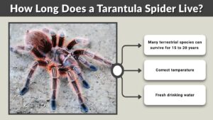 How Long Does a Tarantula Spider Live? Lifespan Guide