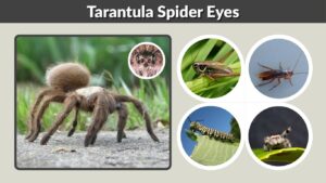 Tarantula Spider Eyes: How Many Eyes Do Tarantulas Have?