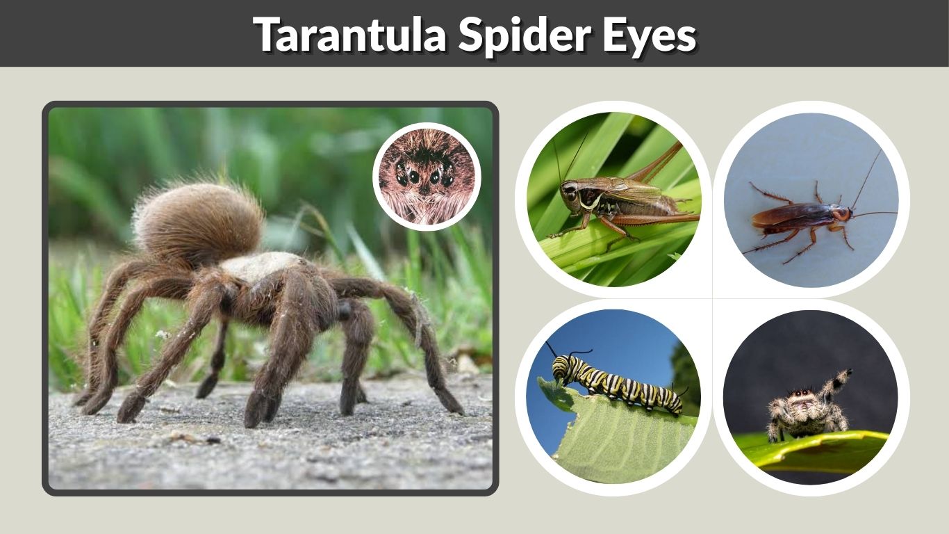 Tarantula Spider Eyes: How Many Eyes Do Tarantulas Have?