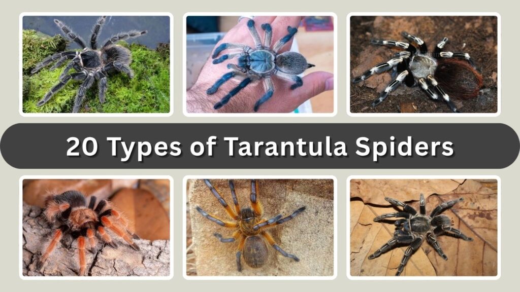 20 Types of Tarantula Spiders: Names, Identification with Pictures