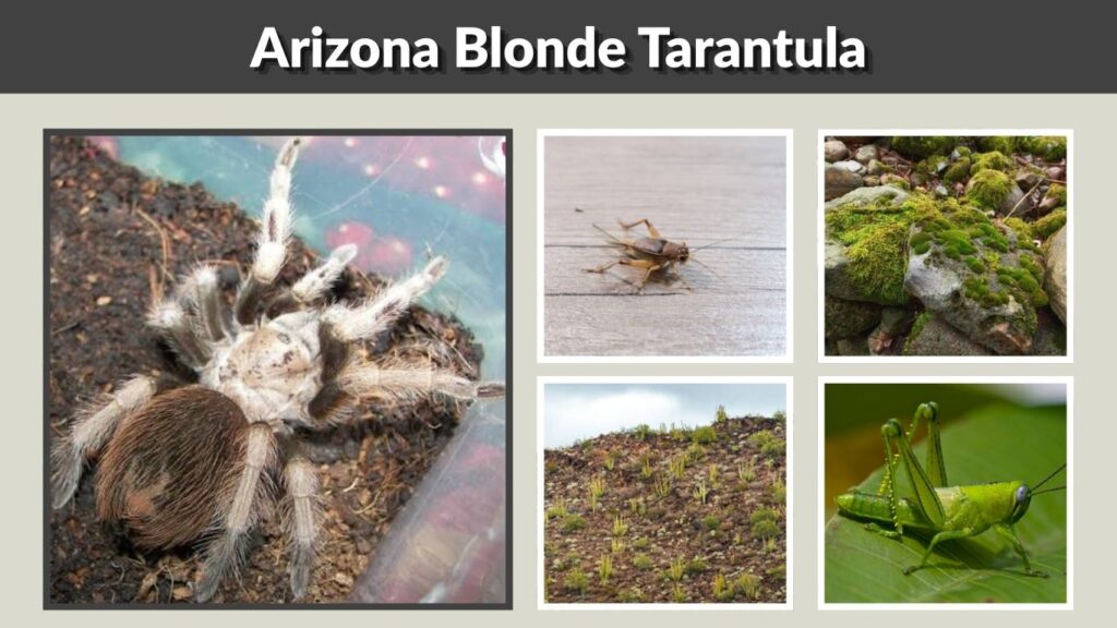 Arizona Blonde Tarantula: Habitat, Diet, and Behavior