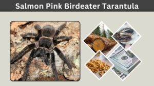 Salmon Pink Birdeater Tarantula: Size, Lifespan and Care