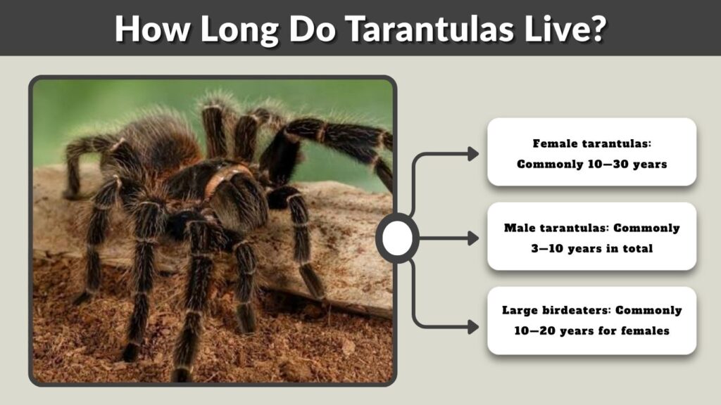 How Long Do Tarantulas Live? Lifespan by Species